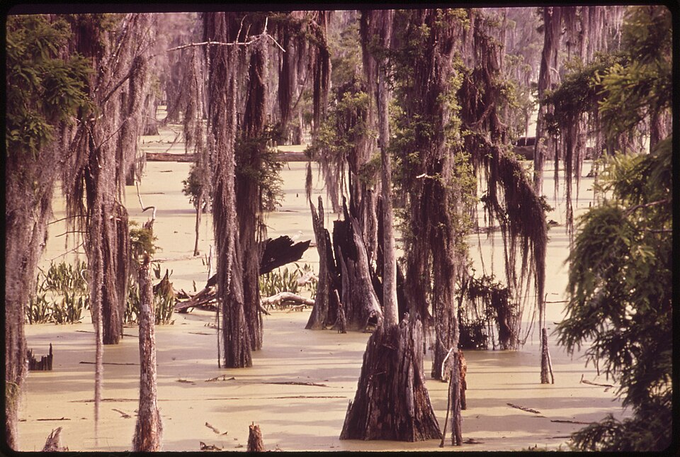 CYPRESS SWAMP BETWEEN LA PLACE AND NEW ORLEANS - NARA - 546181.jpg